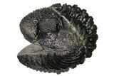 Really Nice, Enrolled Drotops Trilobite - About Around #171562-1